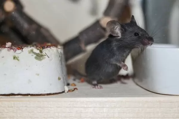 Информация о мышах - описание и фото